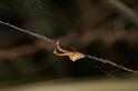 Uloborus_barbipes_D7168_Z_90_Kidmans camp_Australie